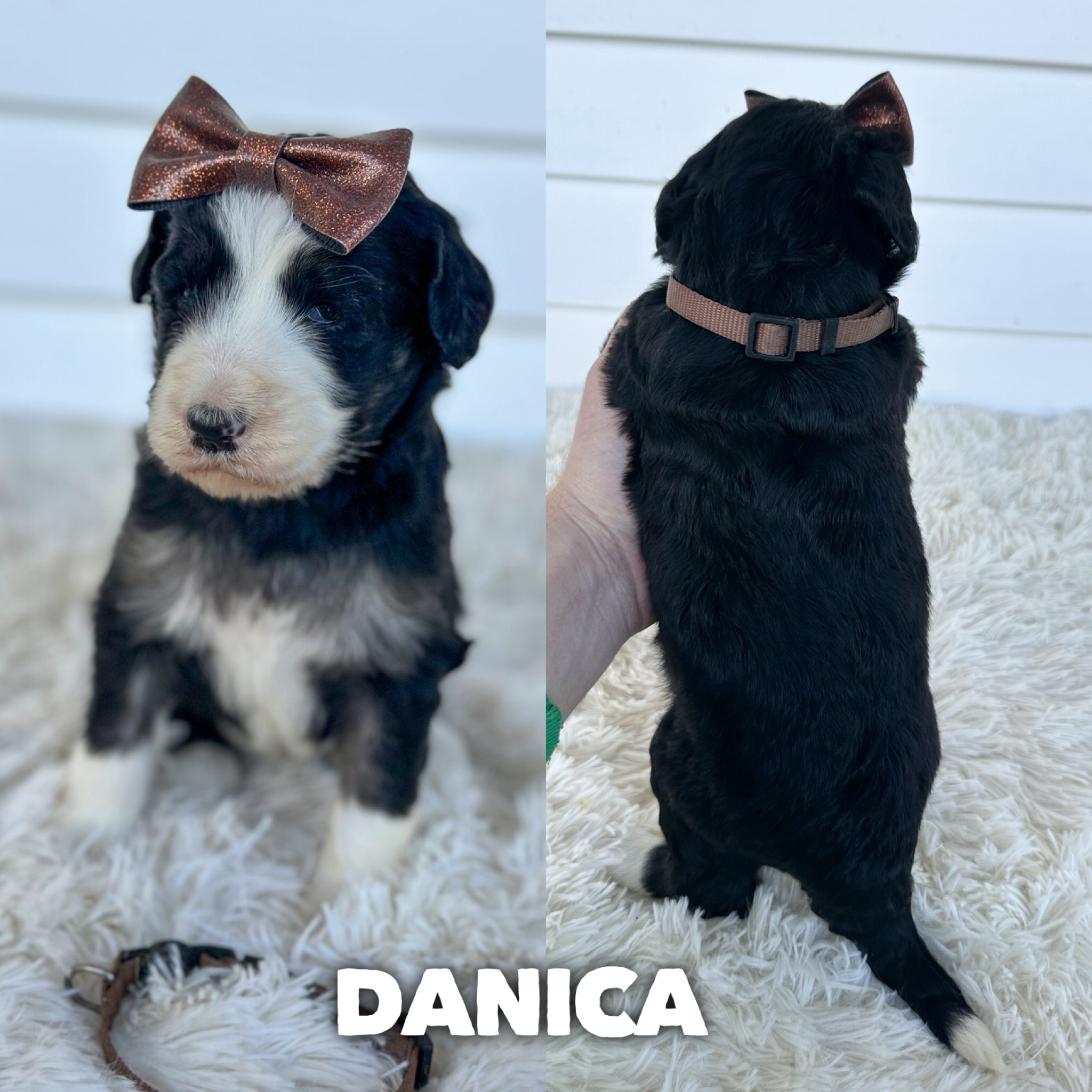 Danica 1